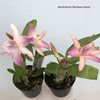 dendrobium Rainbow Dance